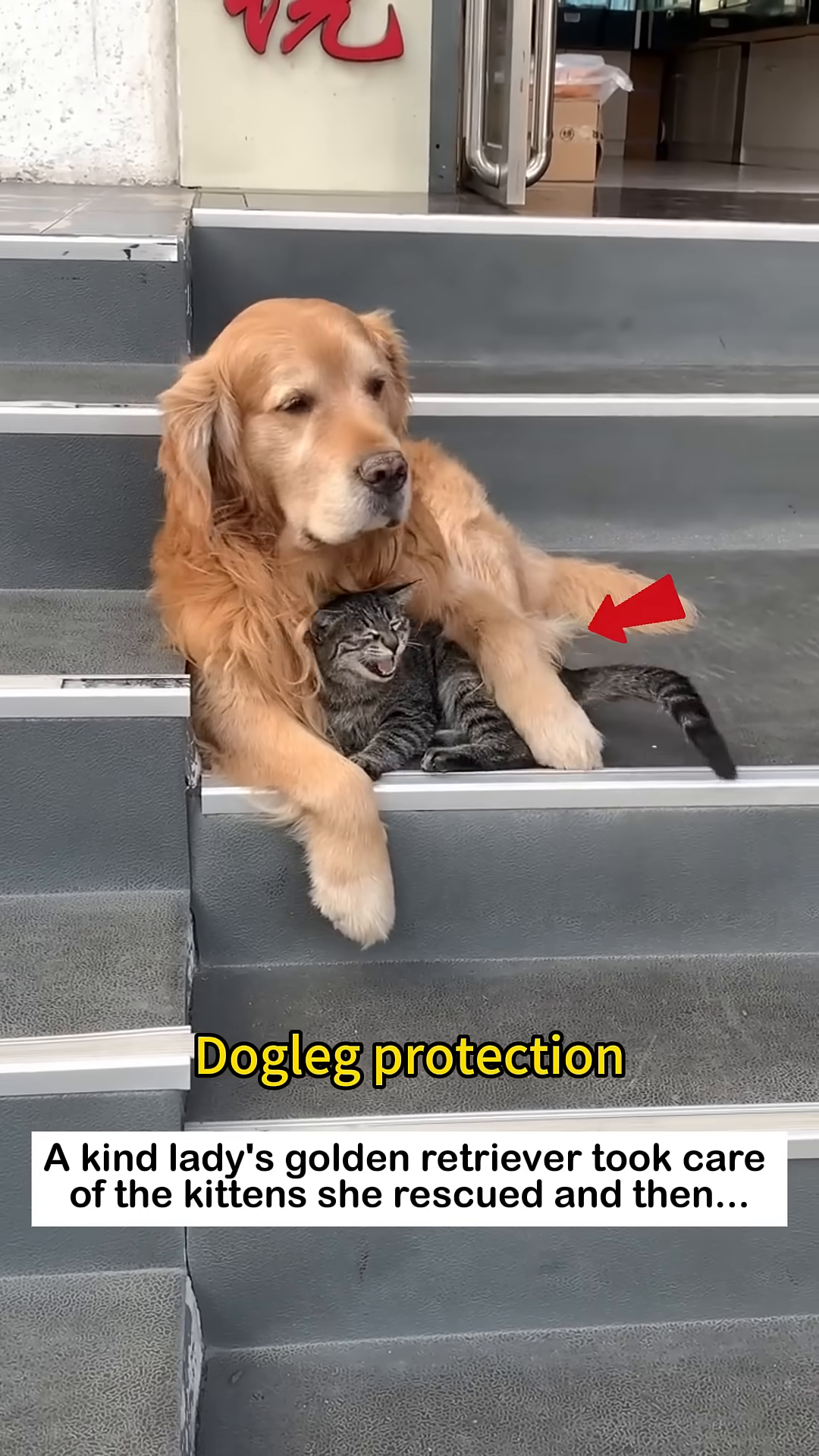 A Golden Retriever lies down, with a kitten nestled securely beside it.