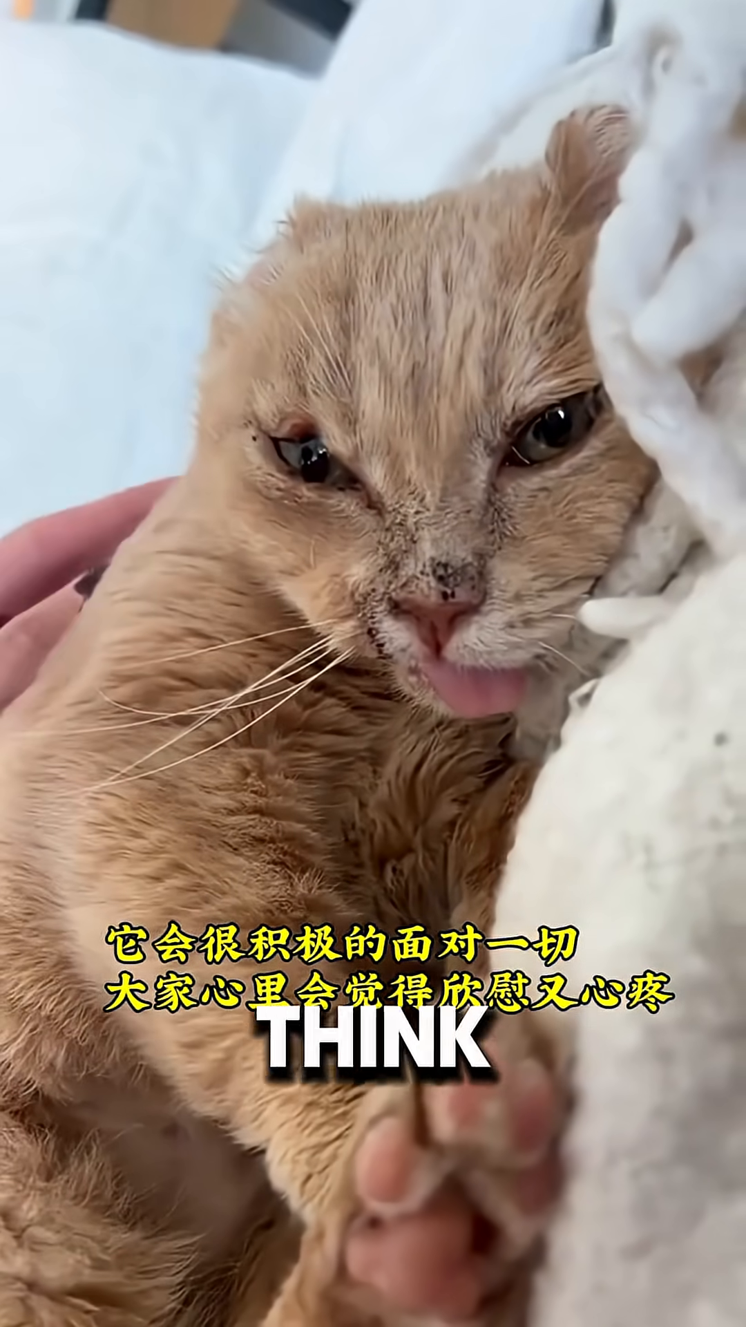 A hand gently strokes the cat as he rests, eyes closed peacefully.