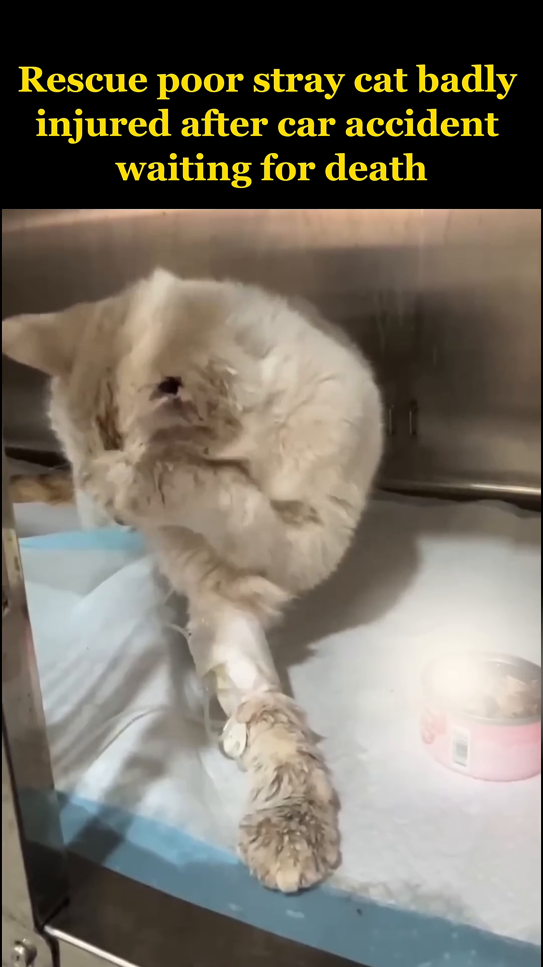 A white cat stands on its paws inside a recovery enclosure.