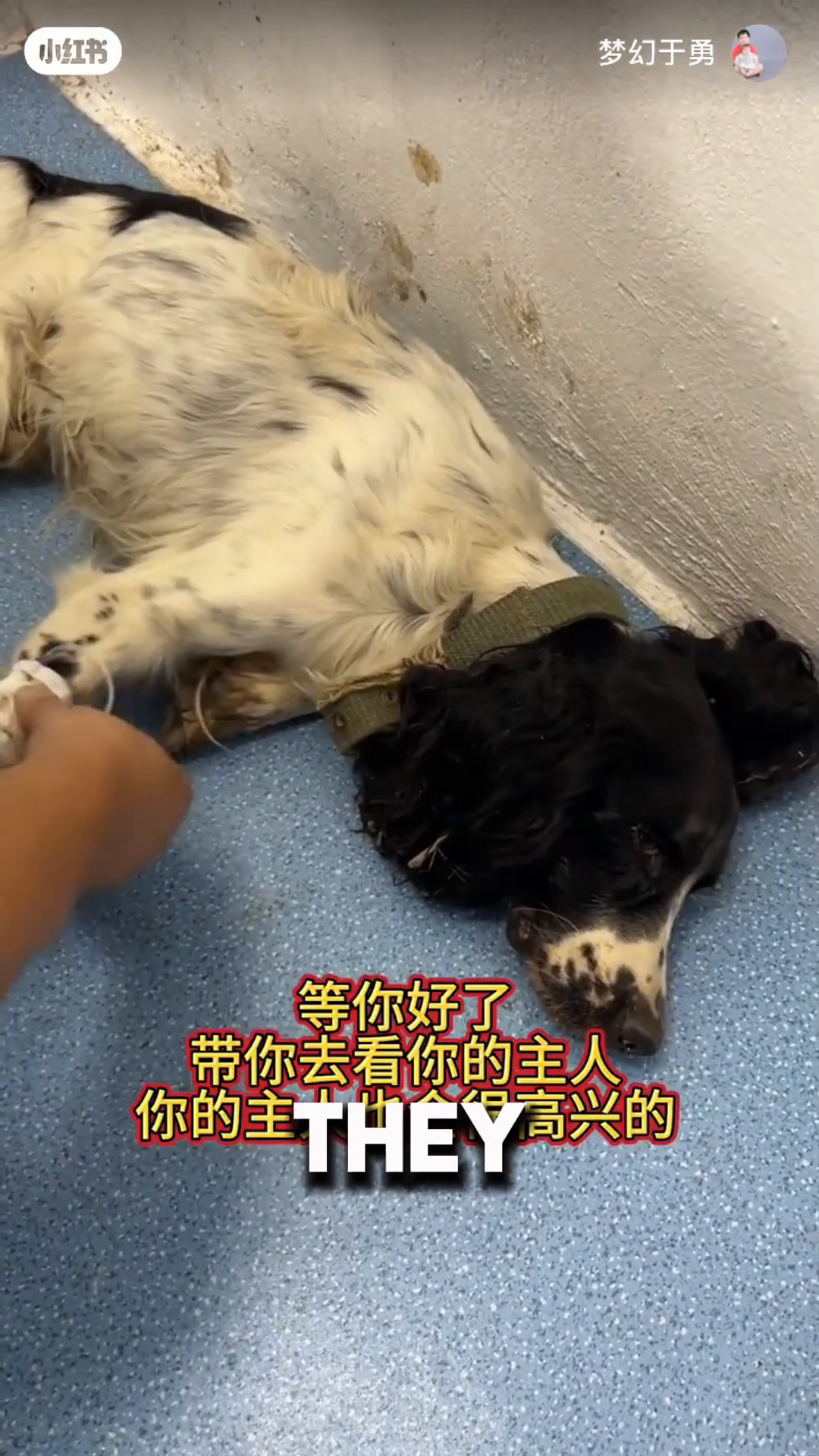 A person is gently petting a dog's head while it lies on the ground.