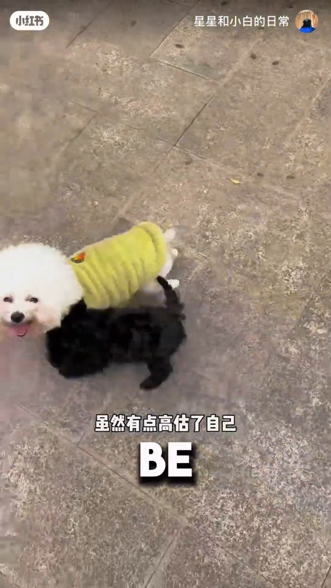 The black puppy and white dog walk together, a happy family.