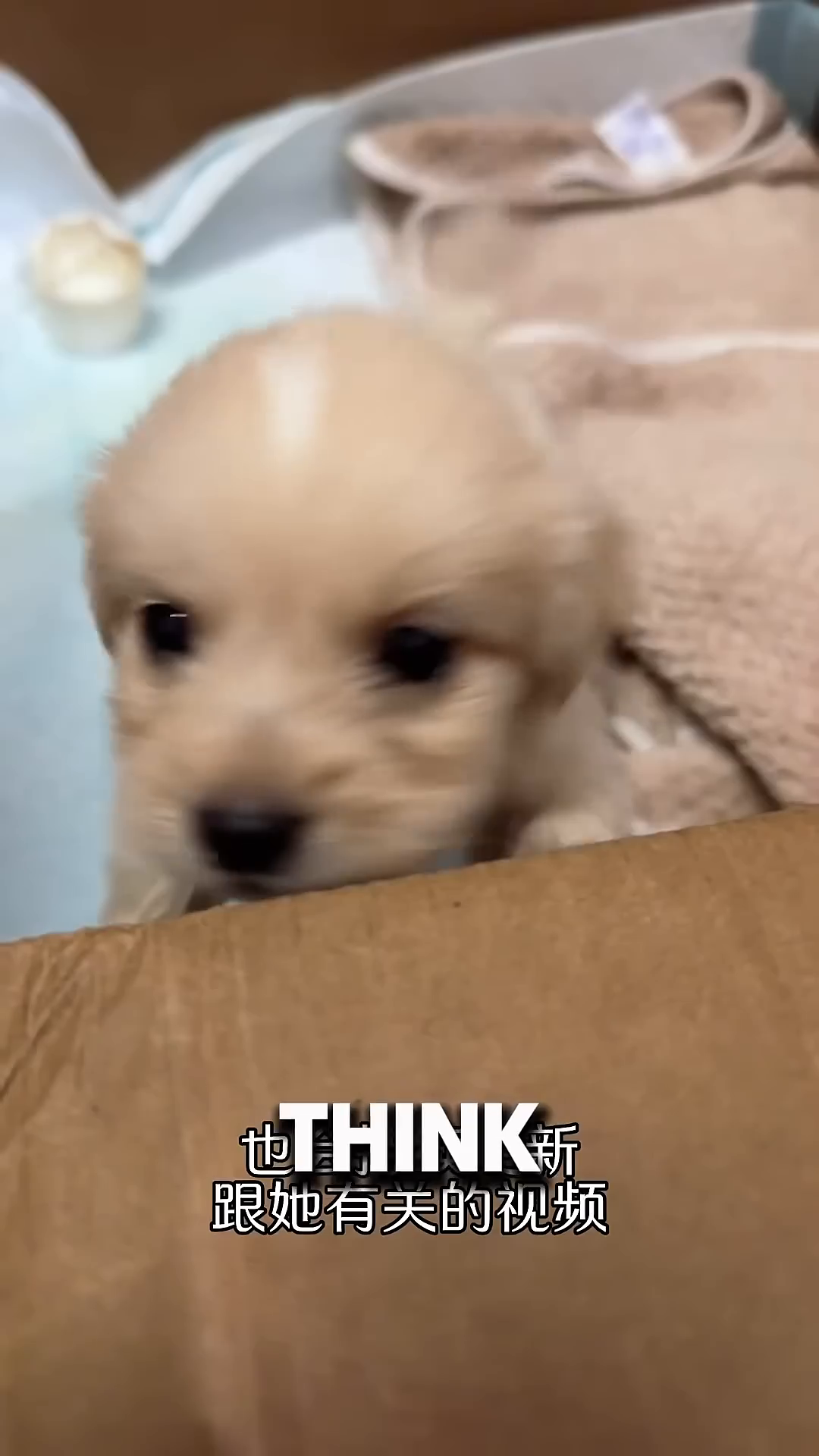 The puppy, now looking bright and alert, peeks out from a box.