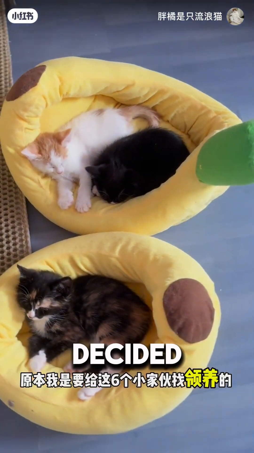 Several kittens are sleeping together in a soft bed.