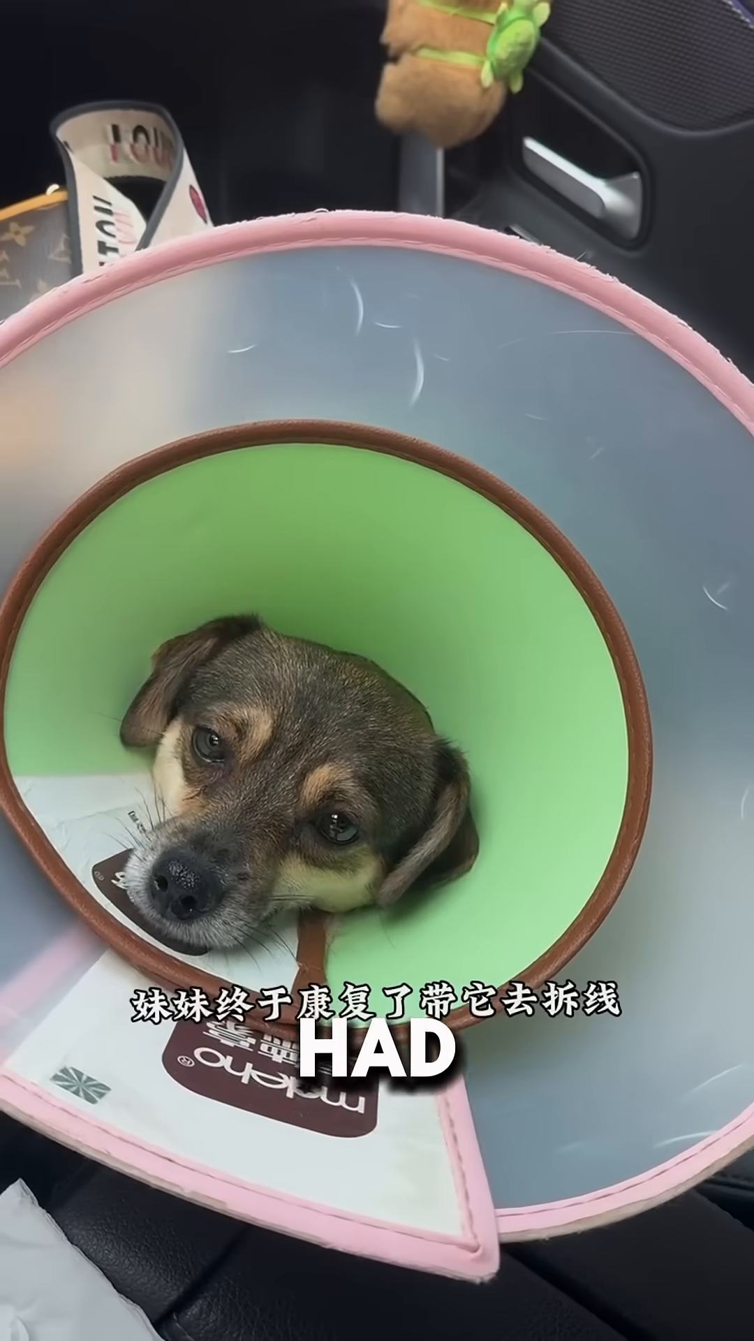 A puppy wearing a cone collar rests, signifying care and recovery.