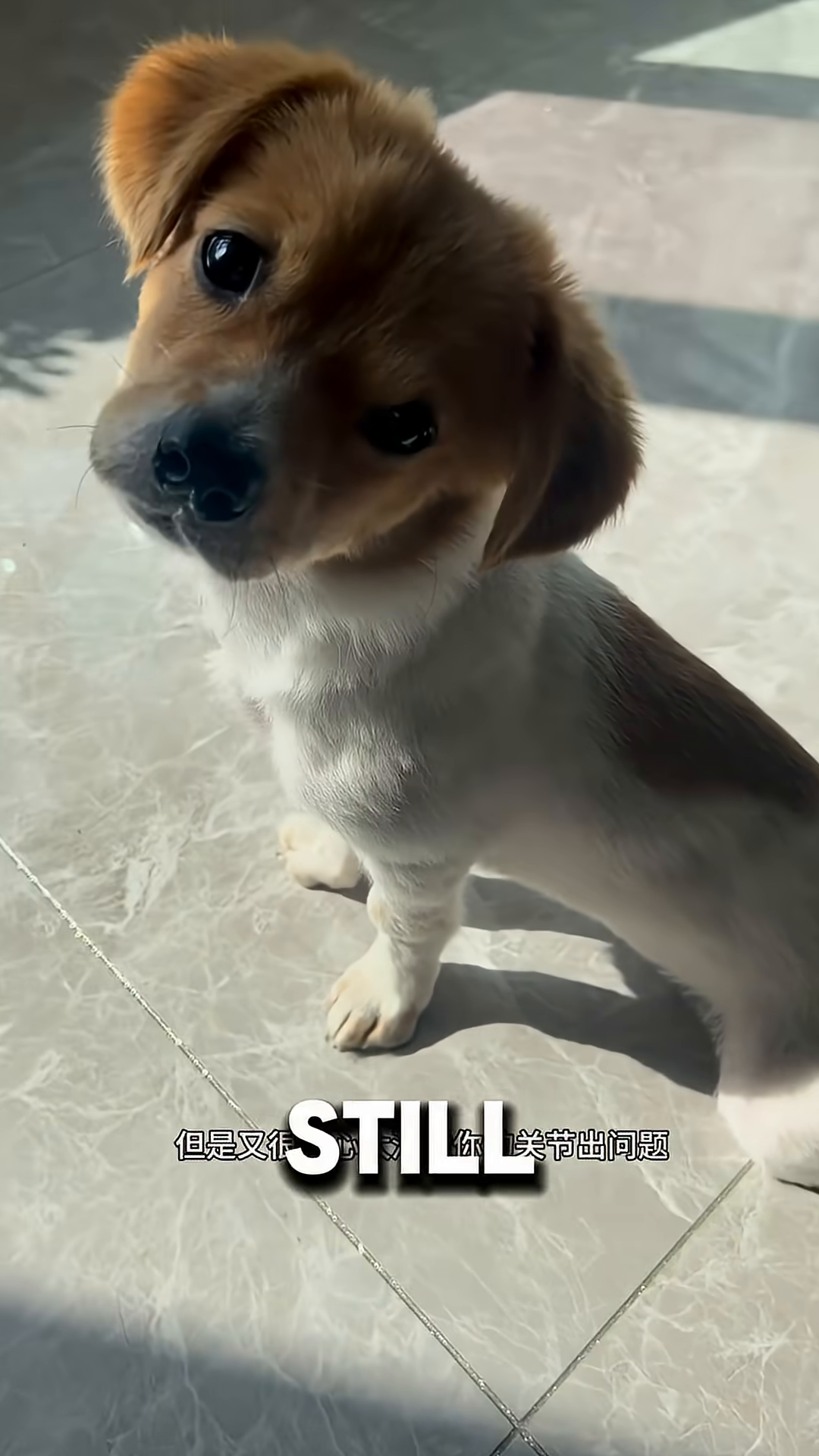 A puppy lies on a bed, looking up with soulful eyes.