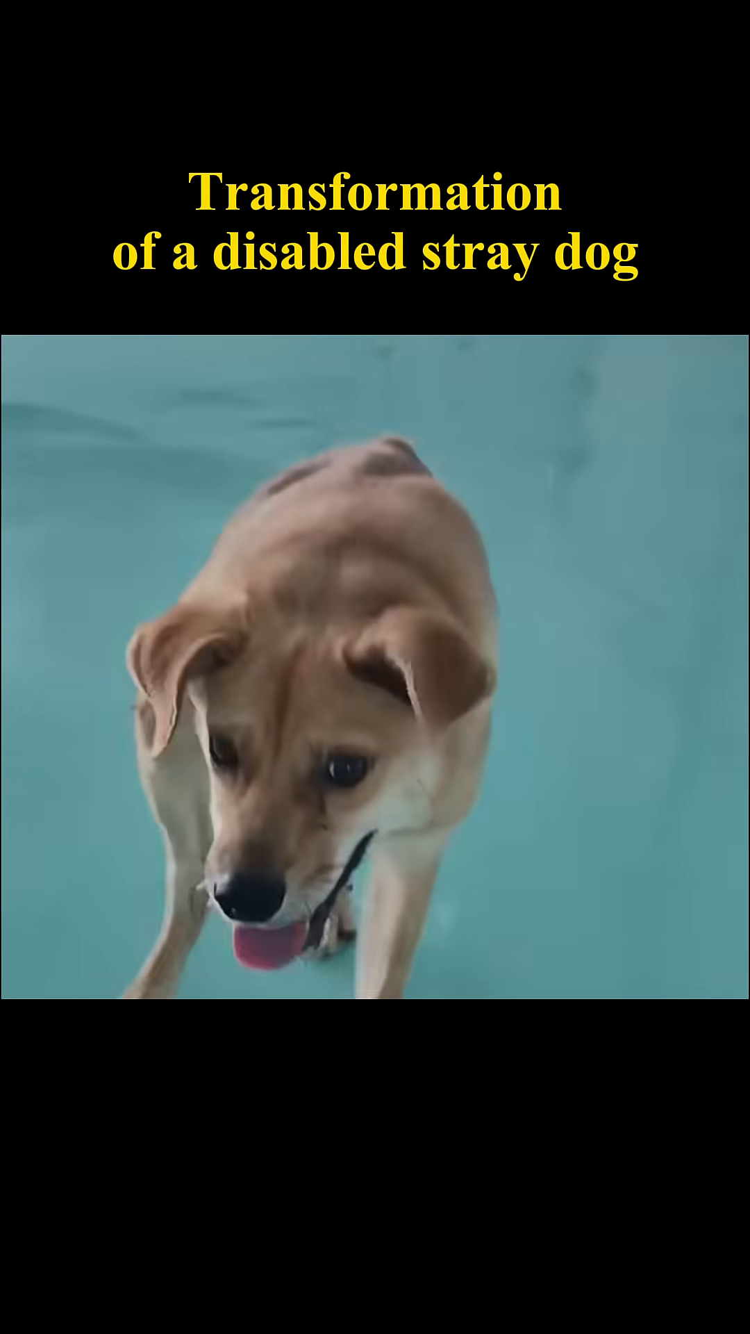 The dog swims with ease and apparent happiness.