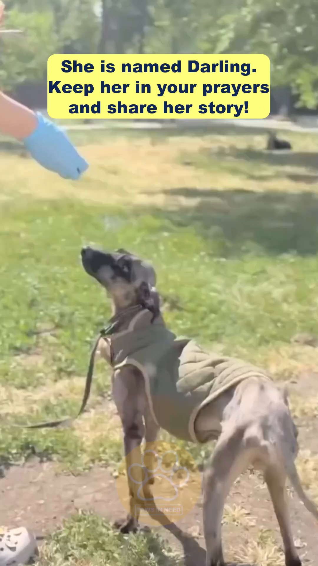 Darling, now looking healthier and wearing a coat, gently takes food from a rescuer's hand outdoors.