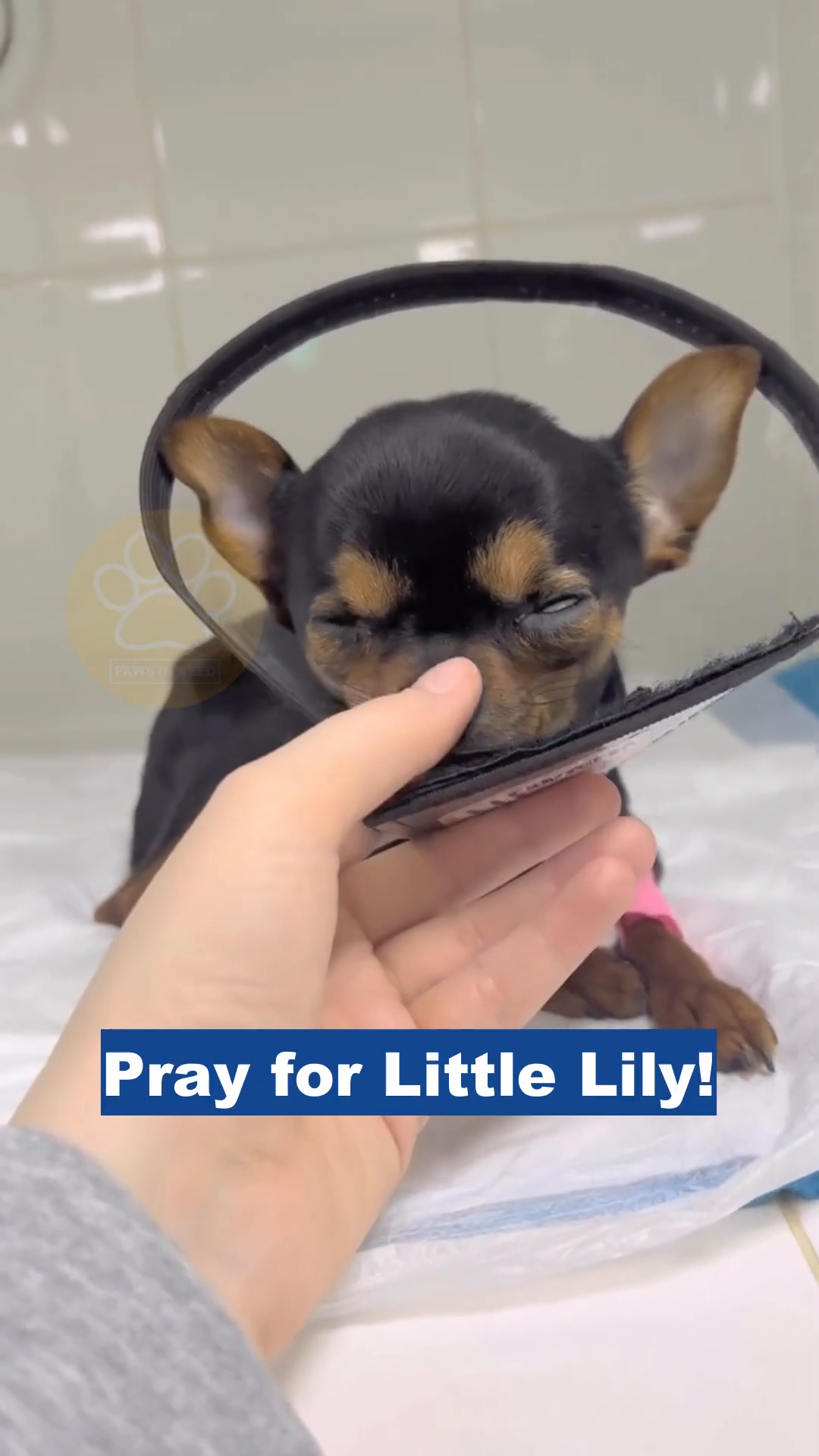 A person's hand gently strokes the head of a small black and tan chihuahua wearing an Elizabethan collar.