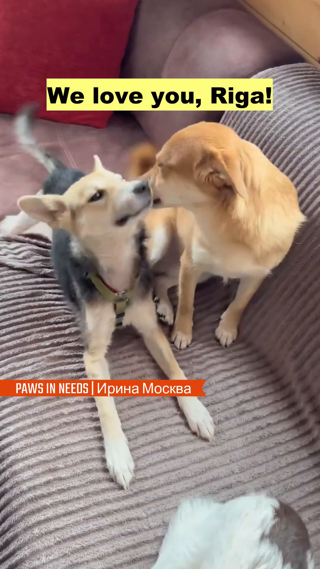 Two dogs nuzzling each other affectionately on a couch.