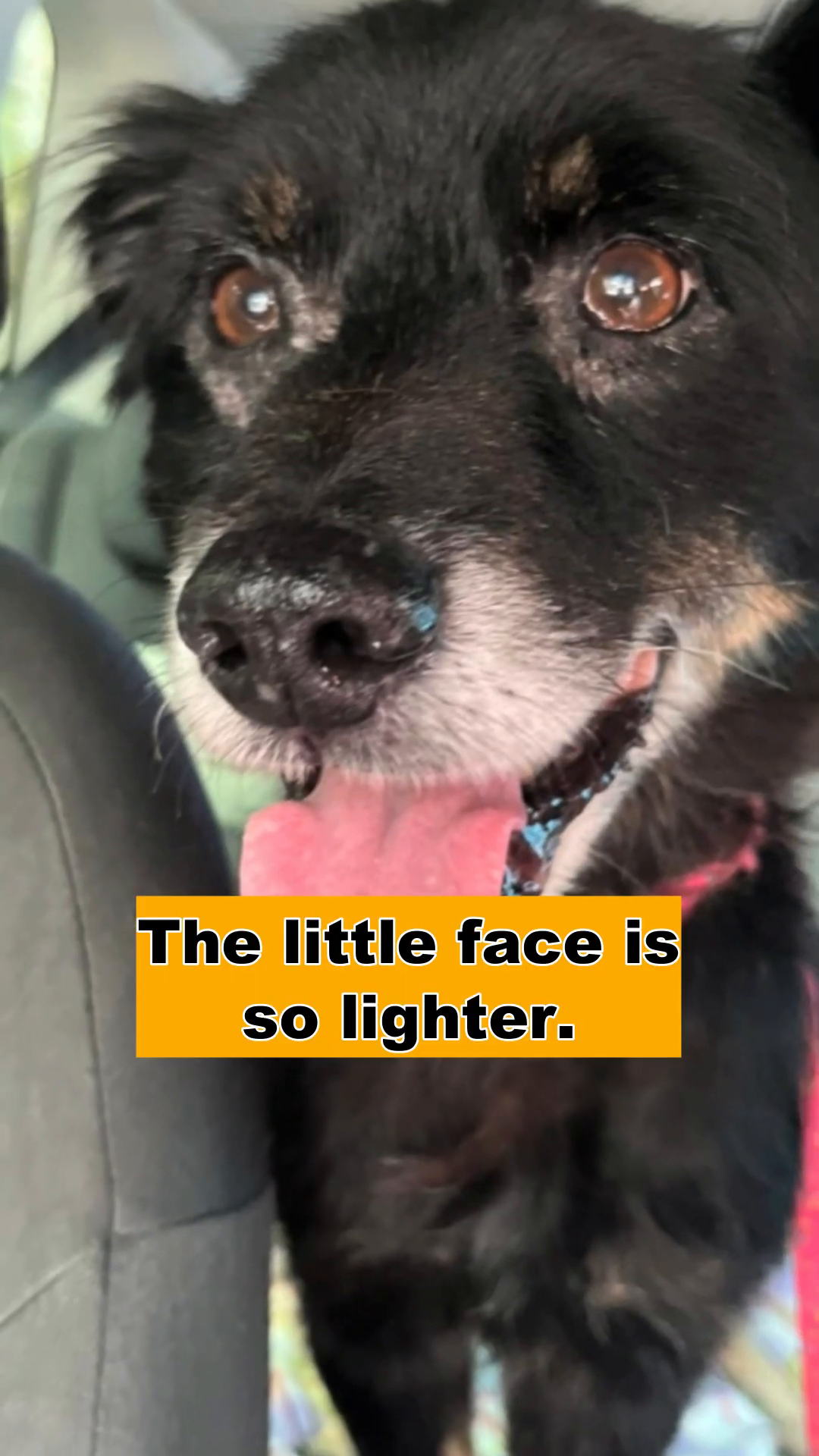 Close-up of a black dog's face, looking alert and happy, with bright eyes.