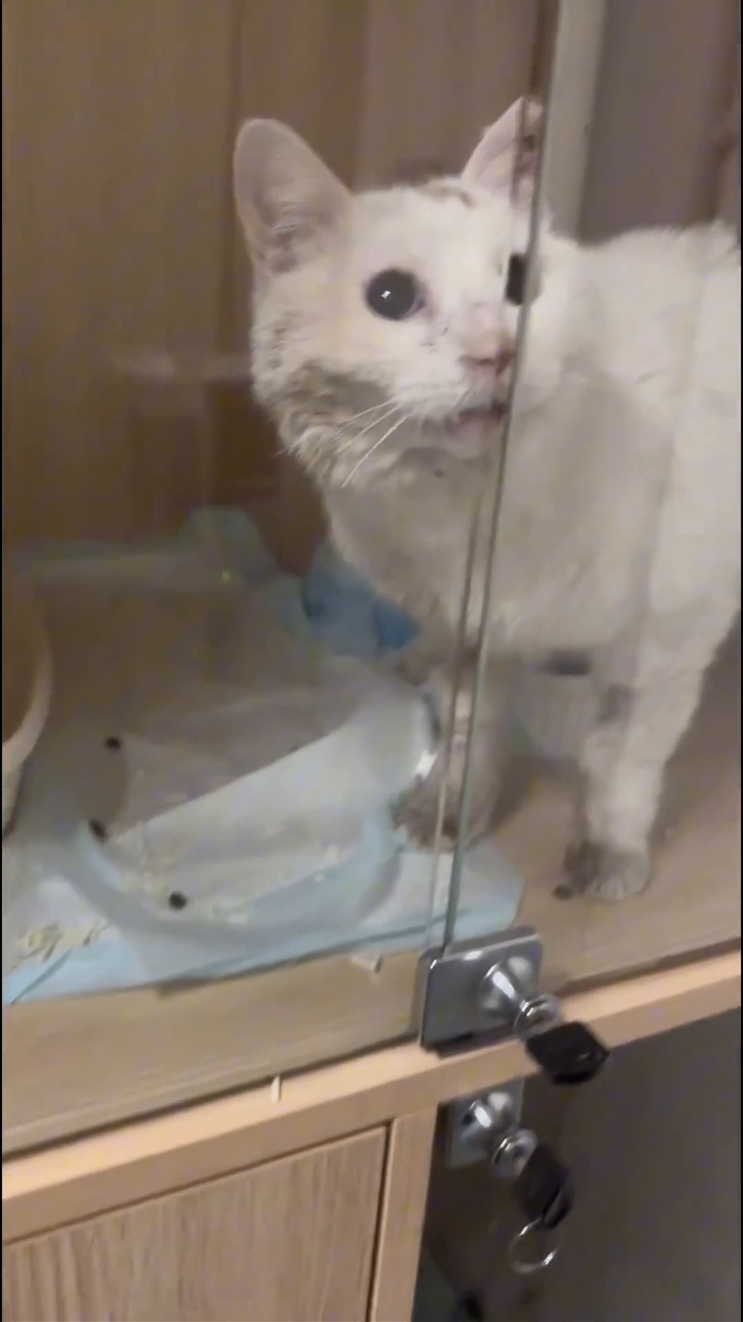 A white cat looks directly at the camera with bright, alert eyes, standing in a recovery enclosure.