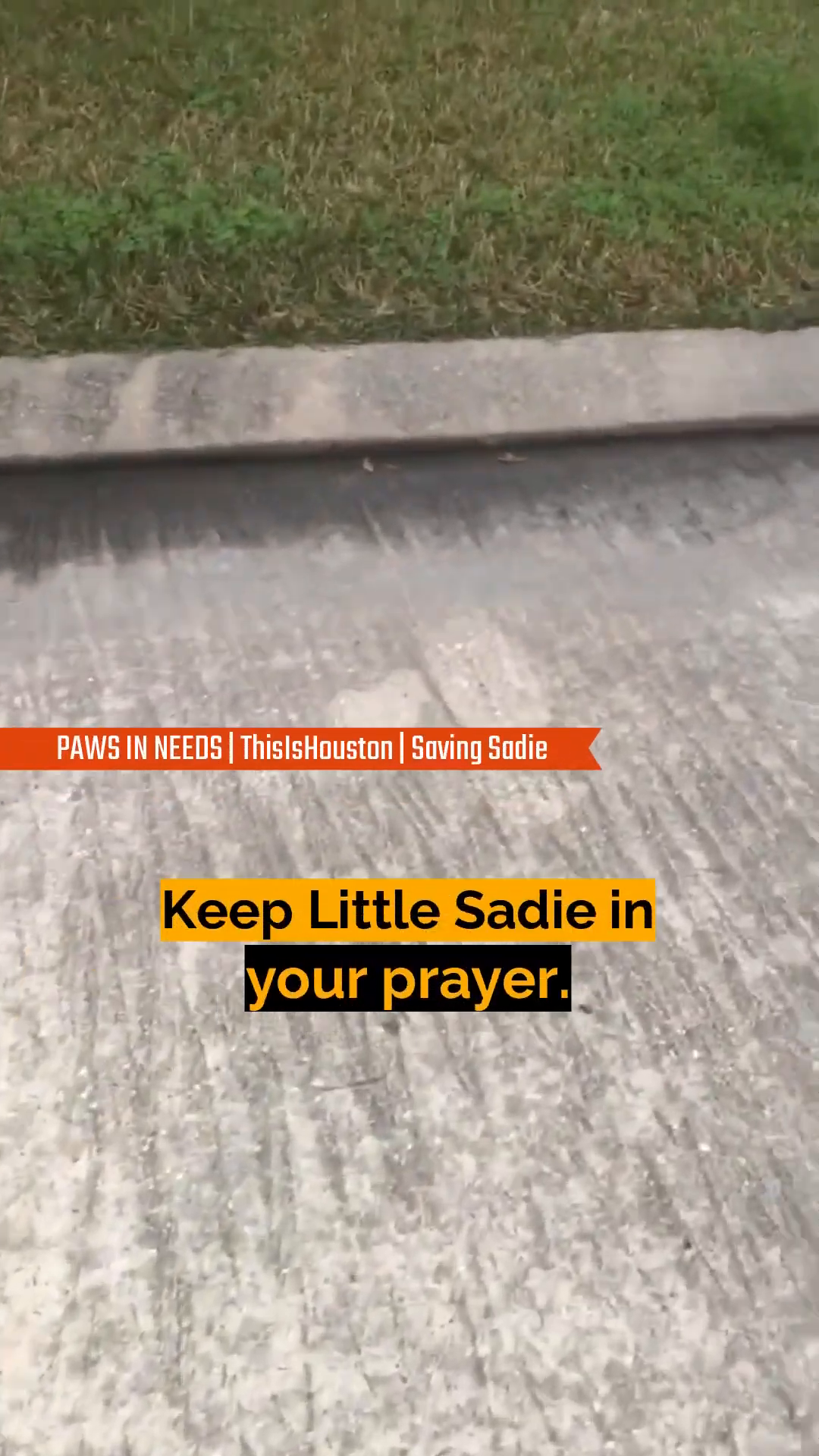 Sadie walking with her wheelchair on a paved path, looking forward.