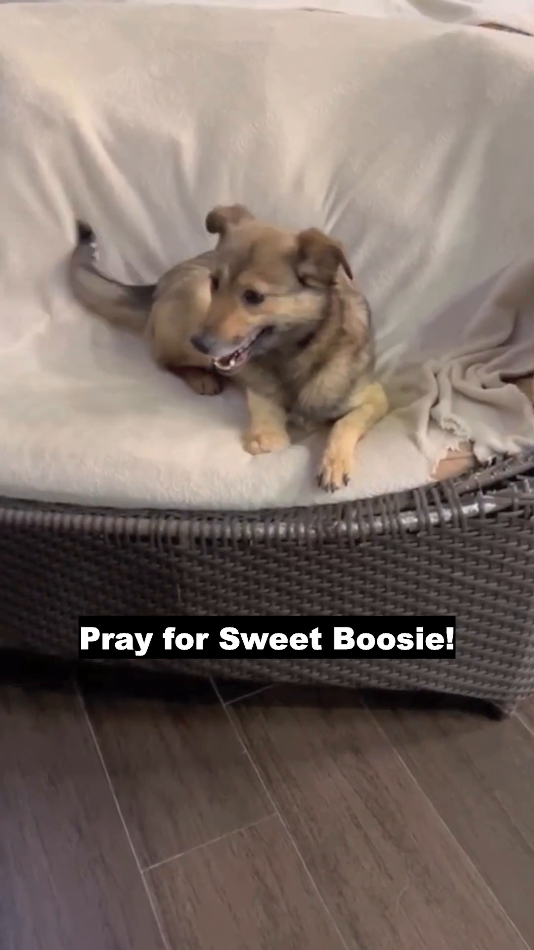 Boosie looking directly at the camera with a happy, panting expression.