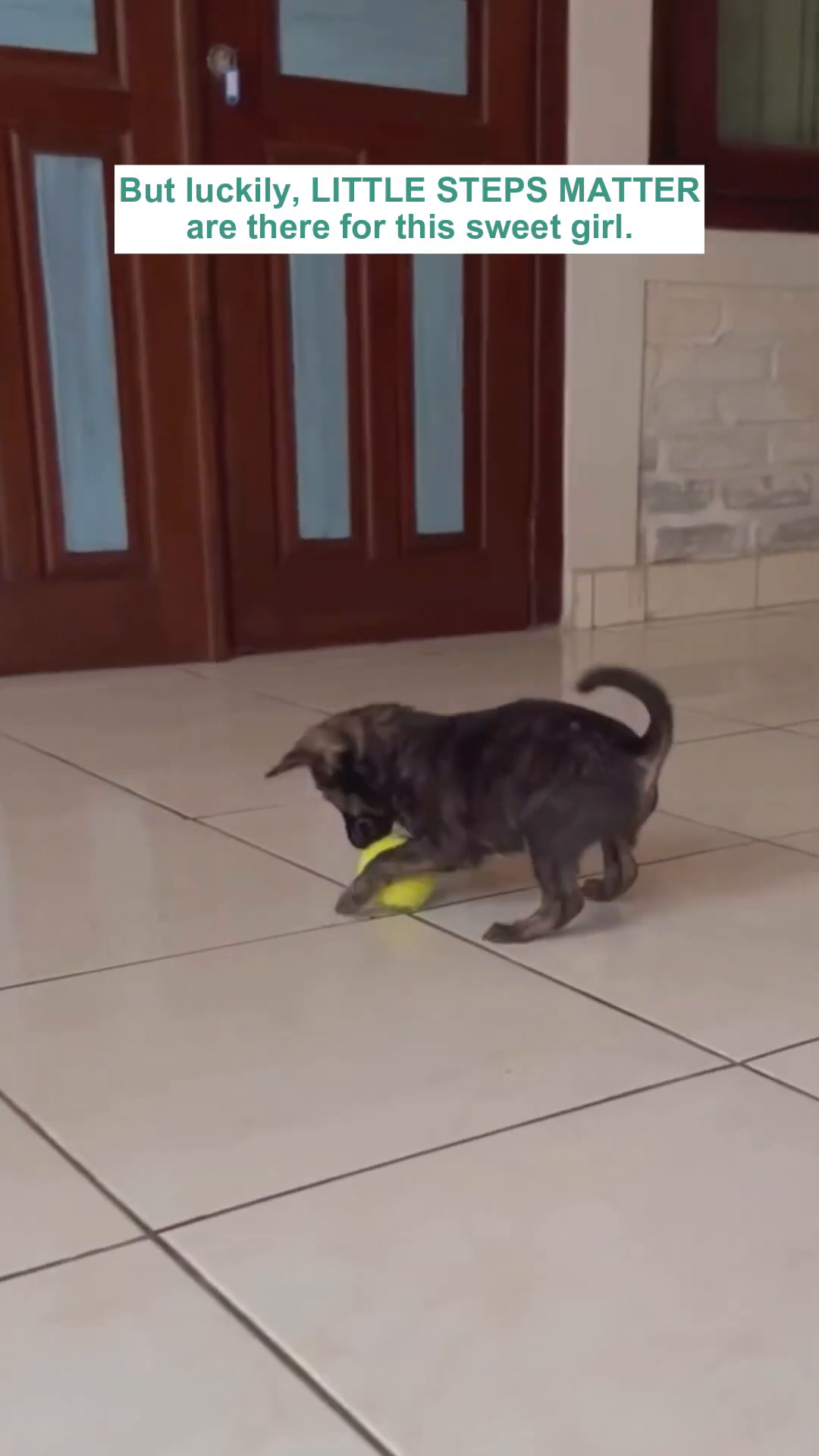 Two dogs, one larger and one a puppy, are playing together. The puppy is wearing a pink collar.