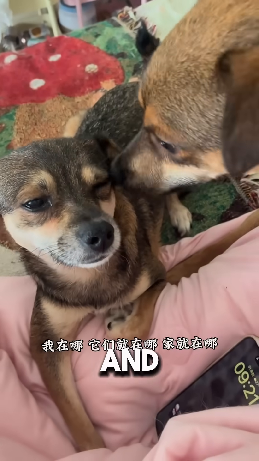 Two puppies snuggled together, looking peaceful and happy.