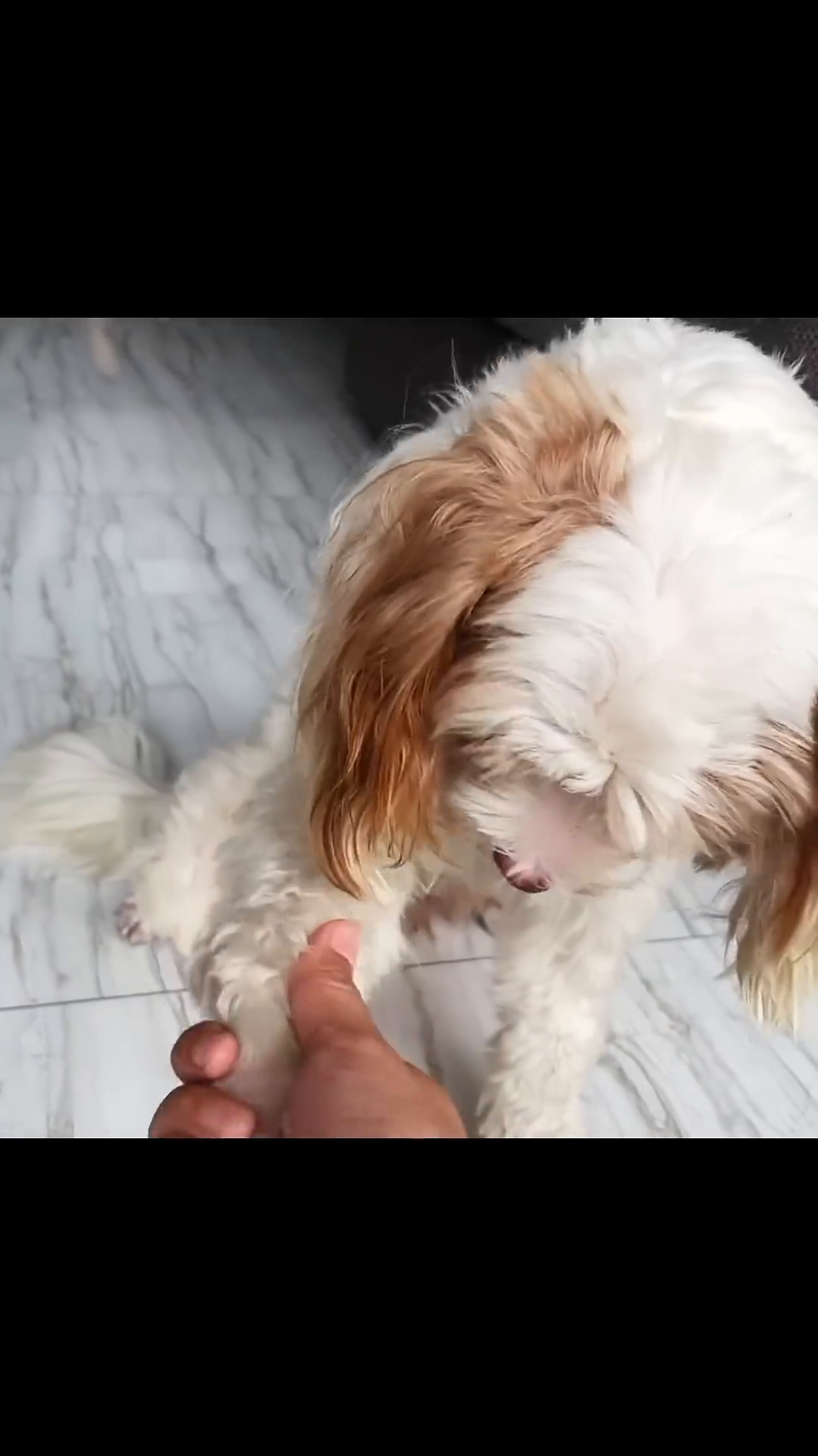 The rescued dog looking up expectantly as a hand offers it a treat.