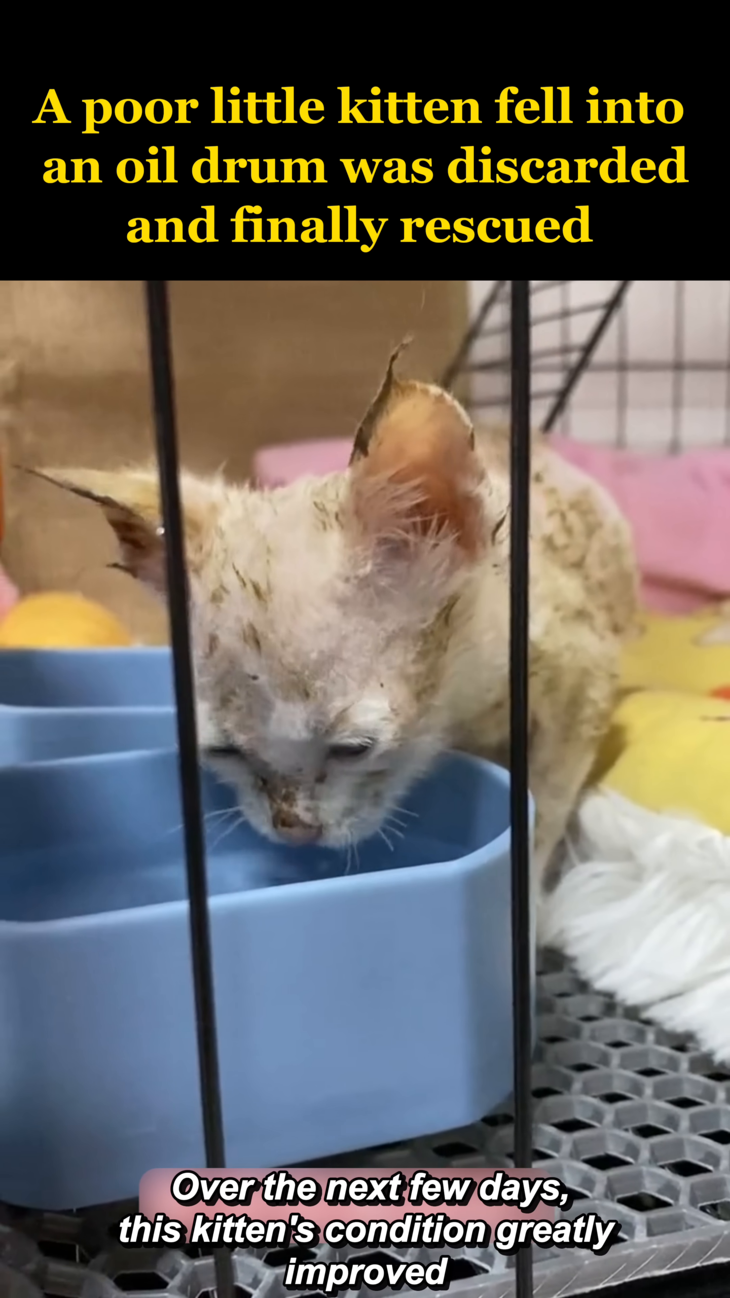 A small white kitten, looking much cleaner and healthier, sits in a cage.