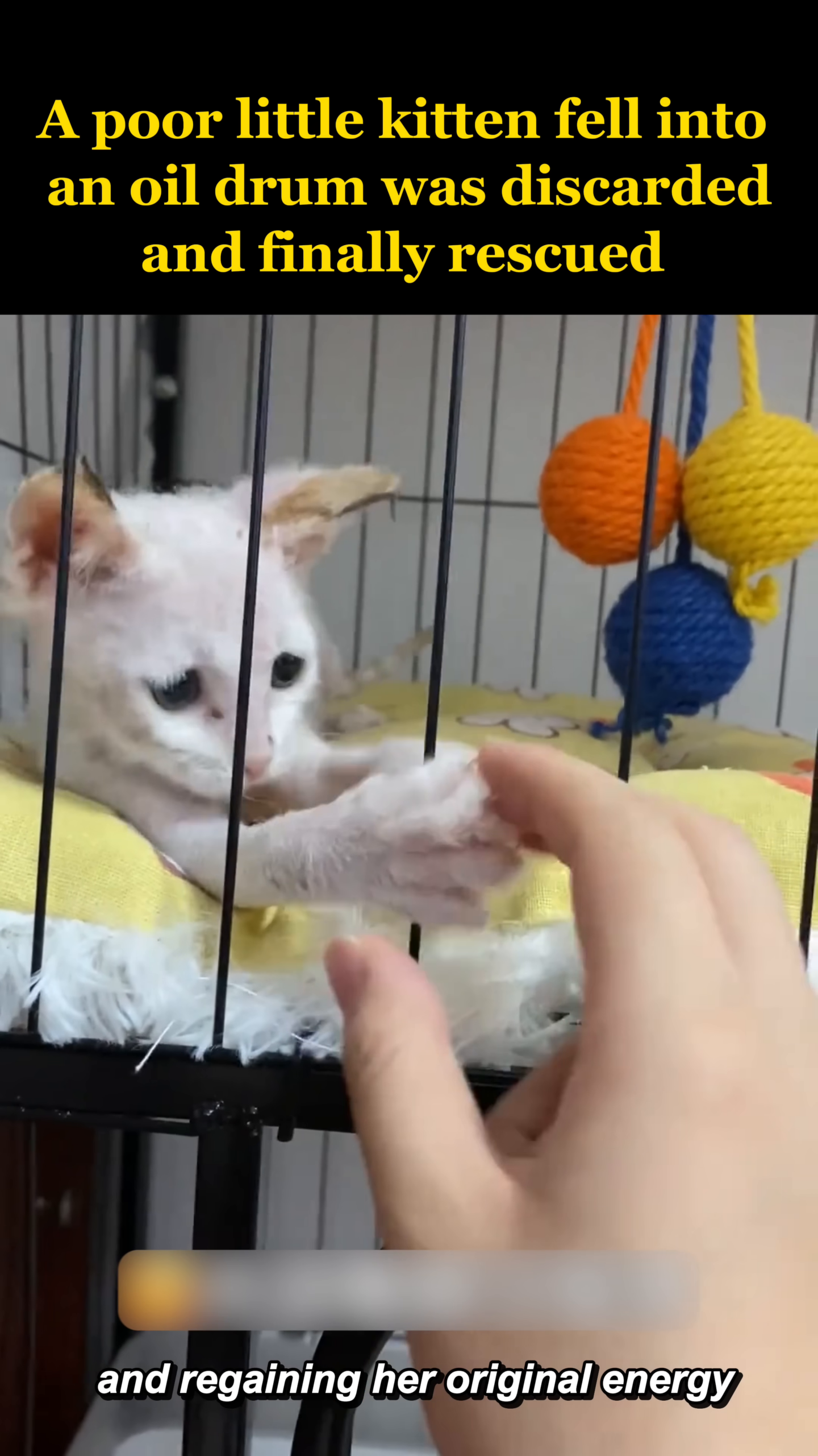 The white kitten playfully reaches out a paw towards a finger.