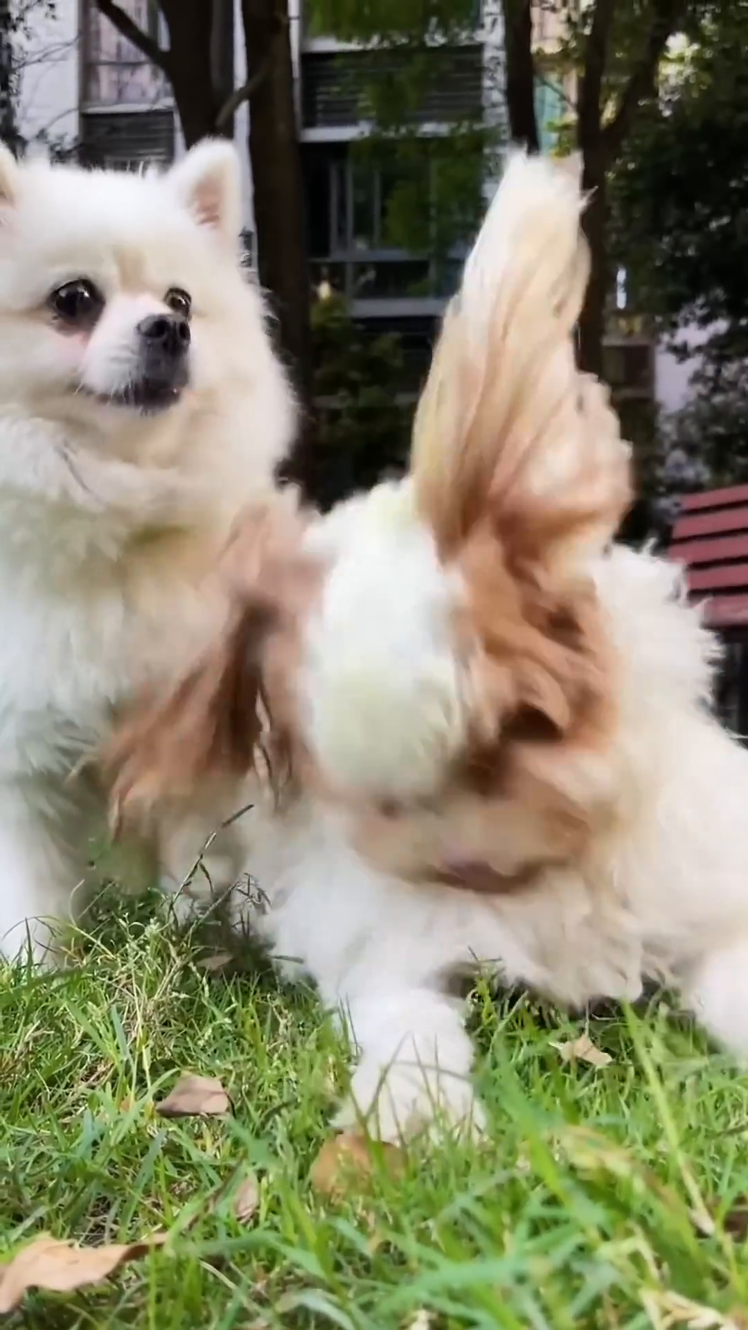 The rescued dog and a fluffy white dog playing together on green grass.