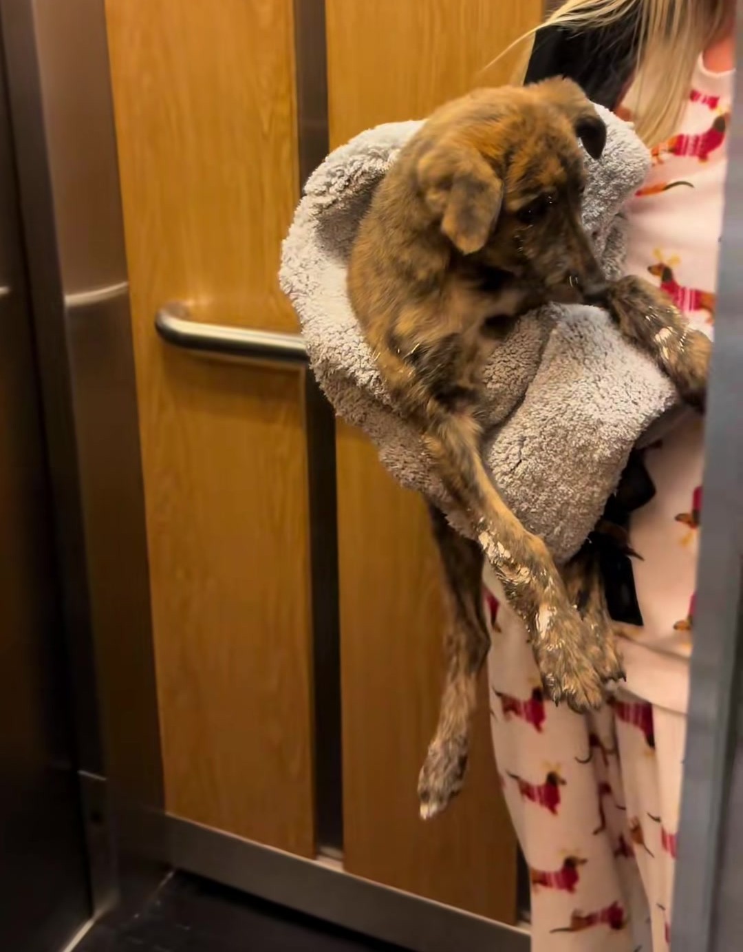 Chloe holds a small brindle puppy wrapped in a towel; The day I found him.