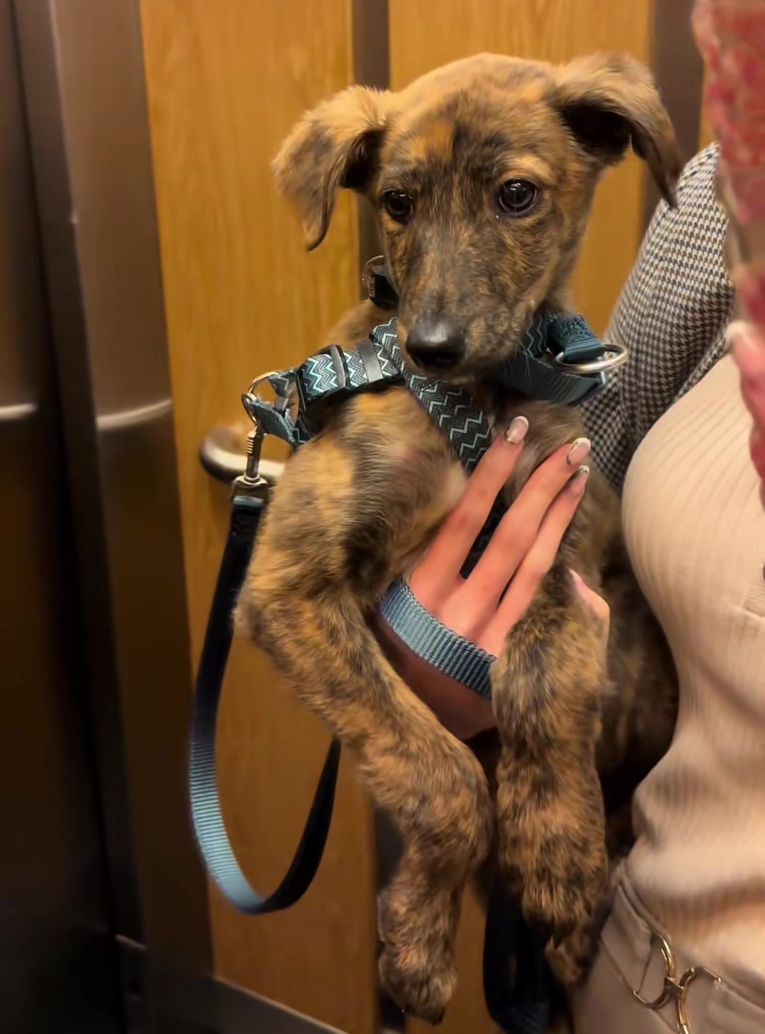 A brindle puppy in a harness is held upright; The day I adopted him.