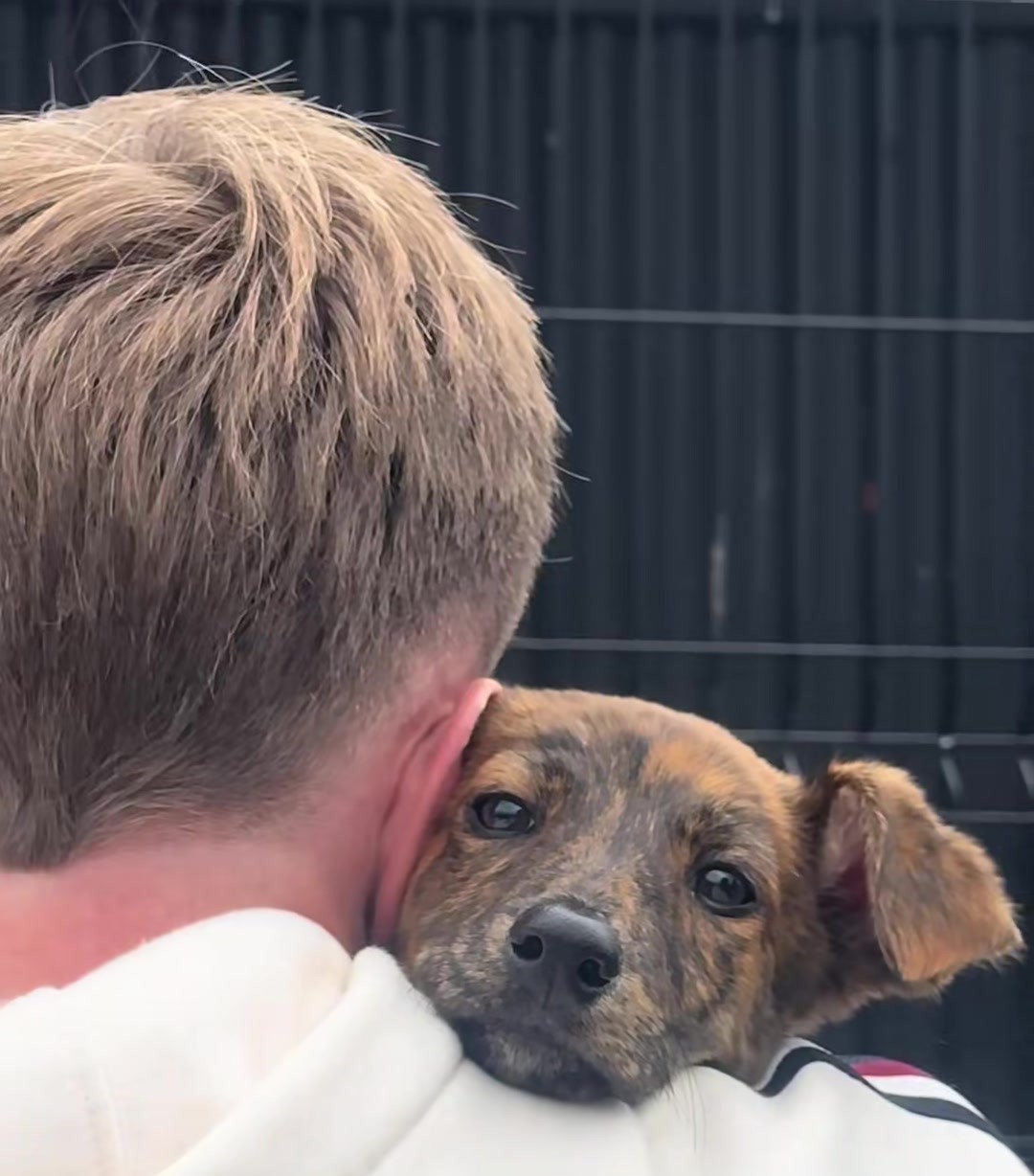 A brindle dog rests his chin on his adopter's shoulder during a shelter visit.