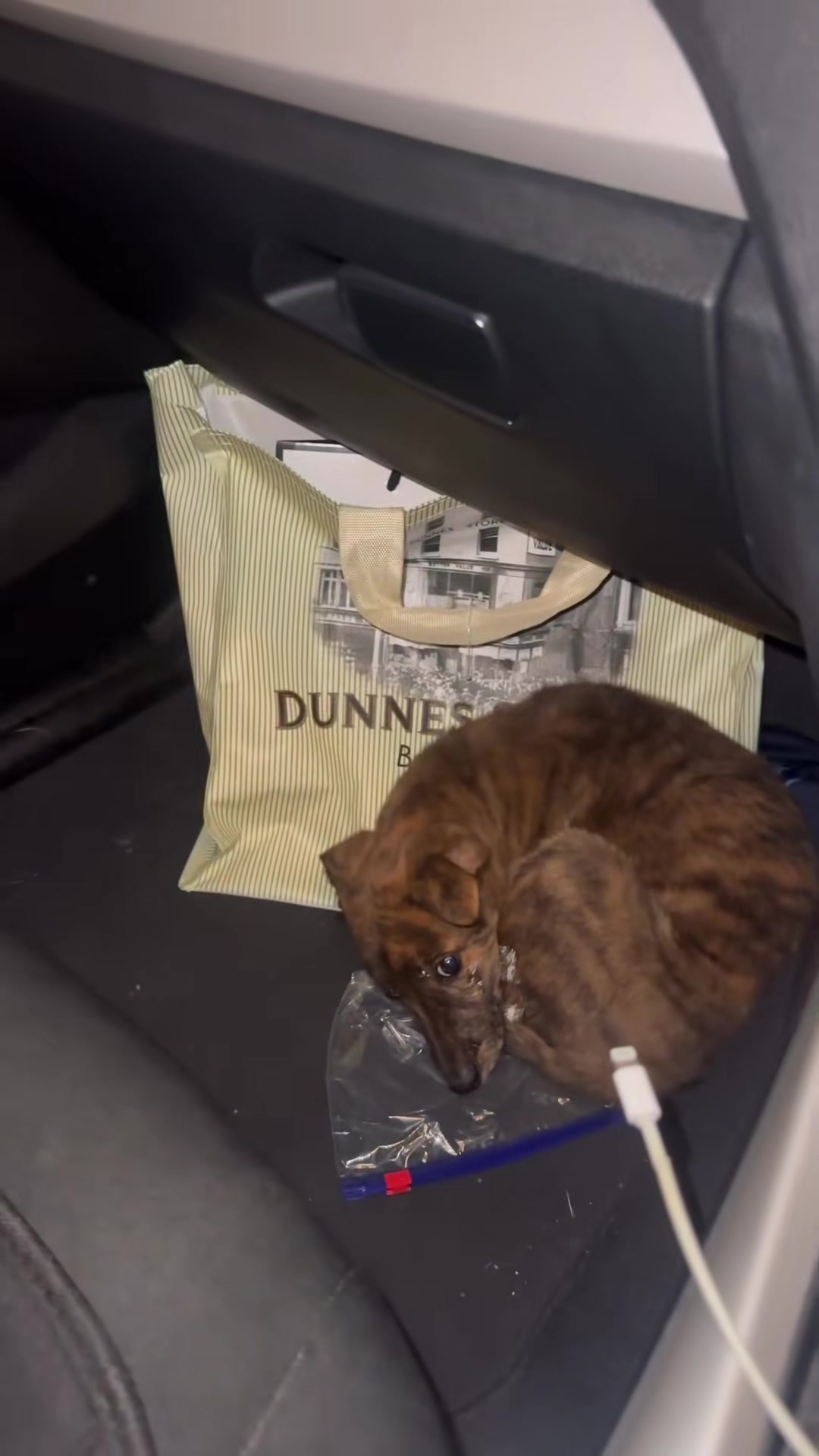 A tiny brindle puppy sits in the passenger area of a car after the rescue.